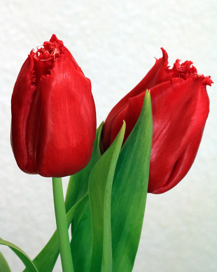 Red Tulips on White Photograph by Sheila Brown