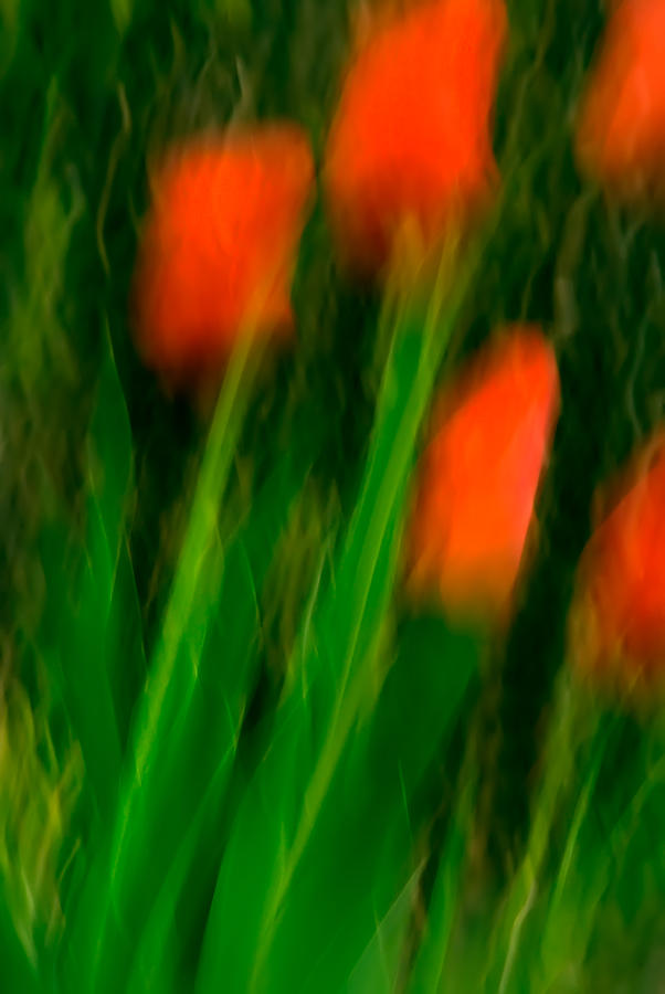 Red Tulips Photograph by Onyonet Photo studios