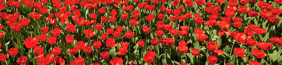 Red Tulips Panorama Photograph by Jill Lang
