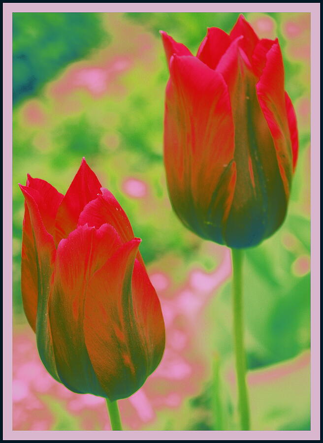 Red Tulips Pop Art Photograph by Dora Sofia Caputo