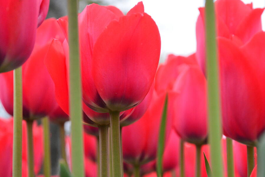Red Tulips Photograph by Randy J Heath