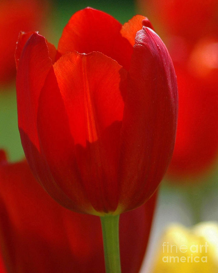 Red Tulips Photograph by Robert Suggs