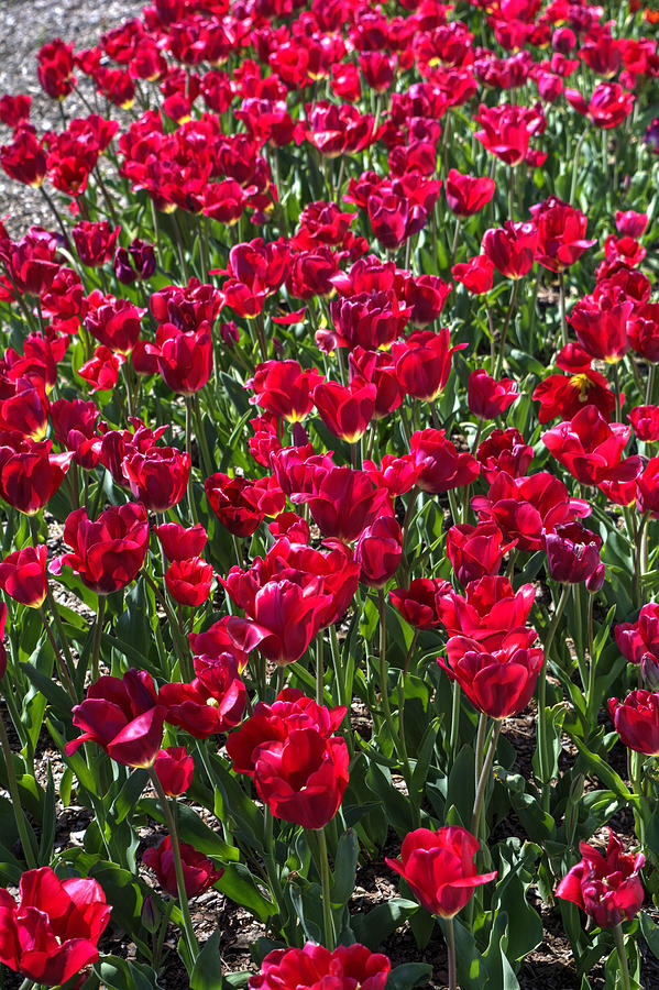 Red Tulips Photograph by FineArtRoyal Joshua Mimbs