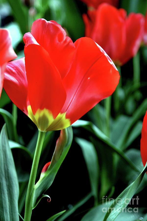 Flower Photograph - Red Tulips by Sheila Ping
