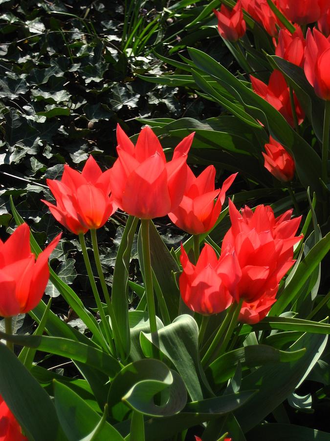 Red Tulips Photograph by Sherry Oliver