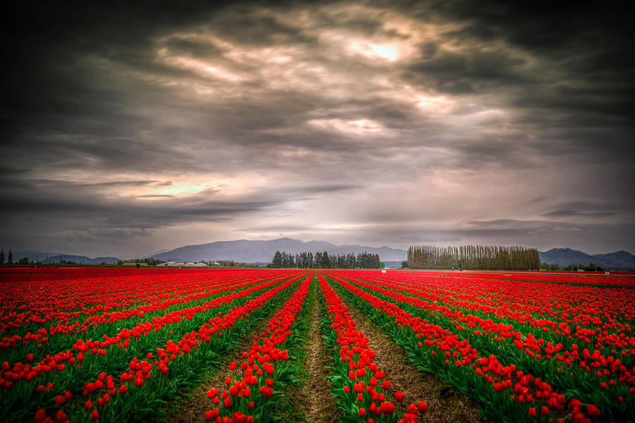 Red Tulips Photograph by Spencer McDonald