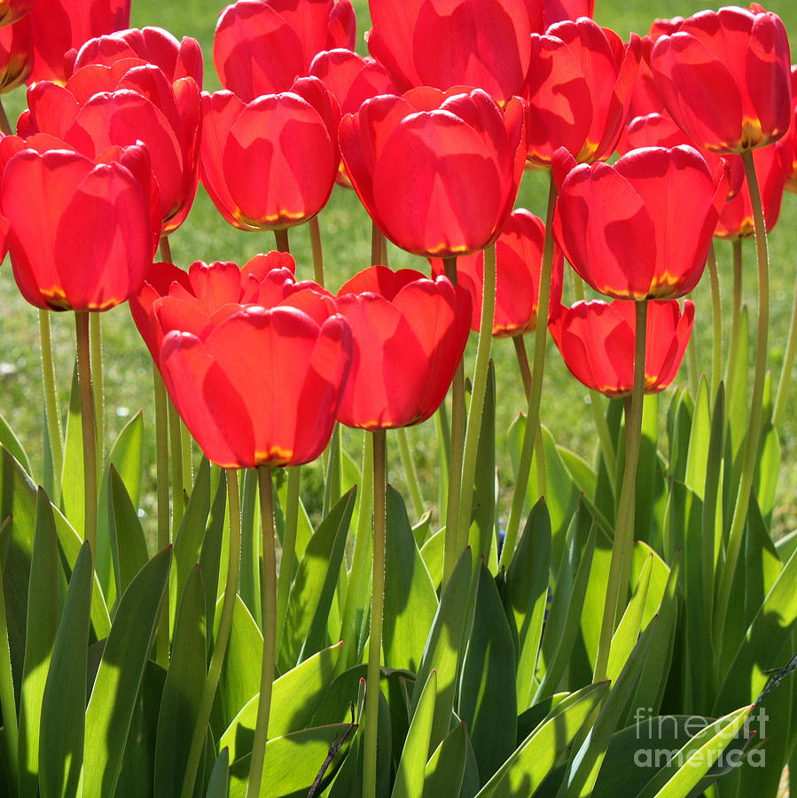 Red Tulips Square Photograph by Carol Groenen