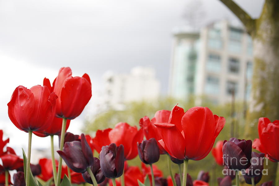 Red Tulips by Wilko Van de Kamp Red Tulips by Wilko Van de Kamp