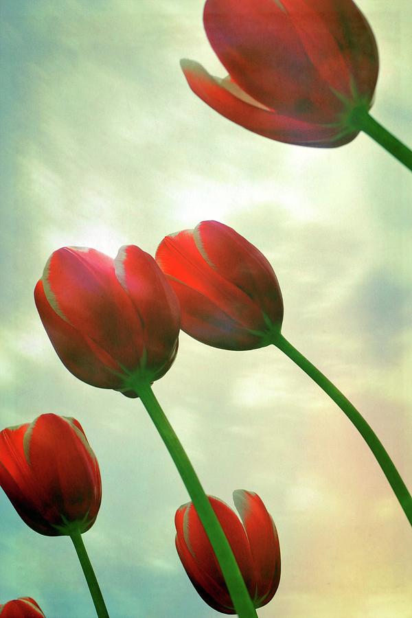 Red Tulips with Cloudy Sky Photograph by Michelle Calkins
