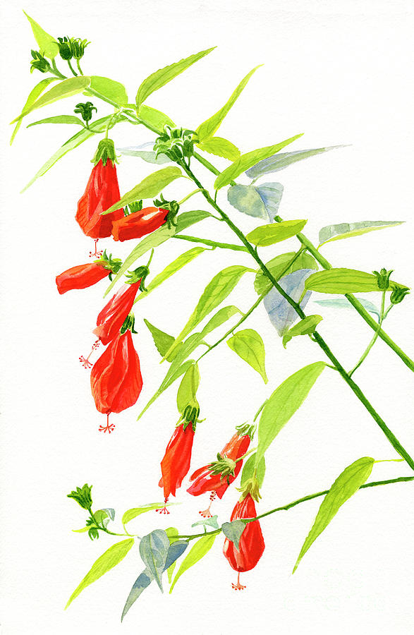 Flower Painting - Red Turks Cap Hibiscus by Sharon Freeman