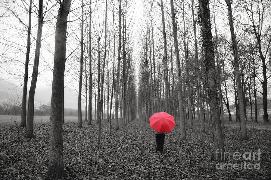Red umbrella in an allee Photograph by Mats Silvan