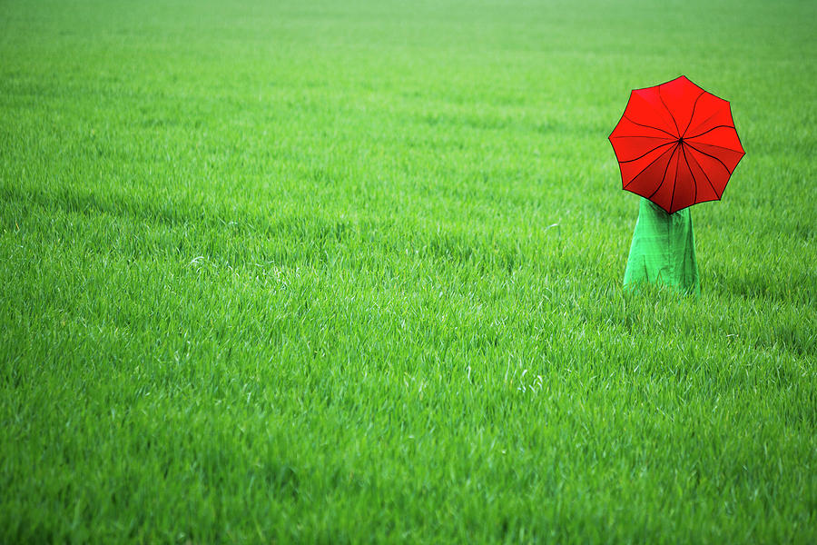 Umbrella Photograph - Red Umbrella in Green Field by Maggie Mccall