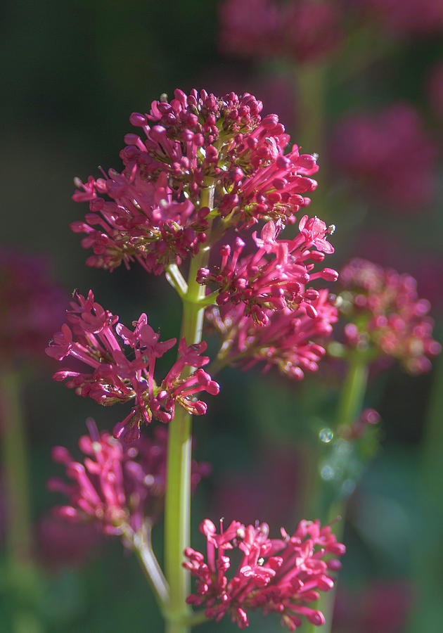 Red Valerian  Photograph by Rick Mosher
