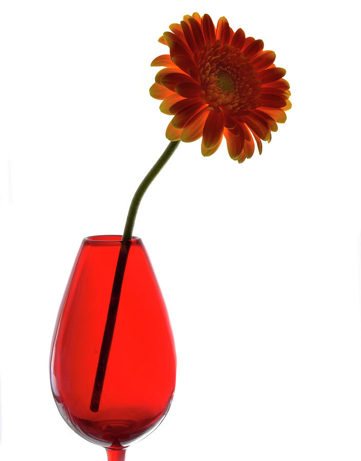 Red Vase Photograph by Terence Davis