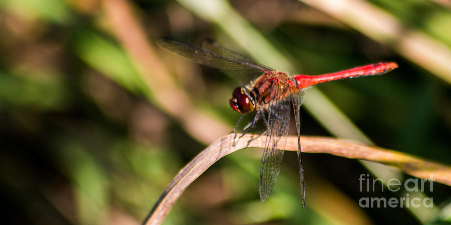 Nature Photograph - 11005 Red Veined Darter Dragonfly by Colin Hunt