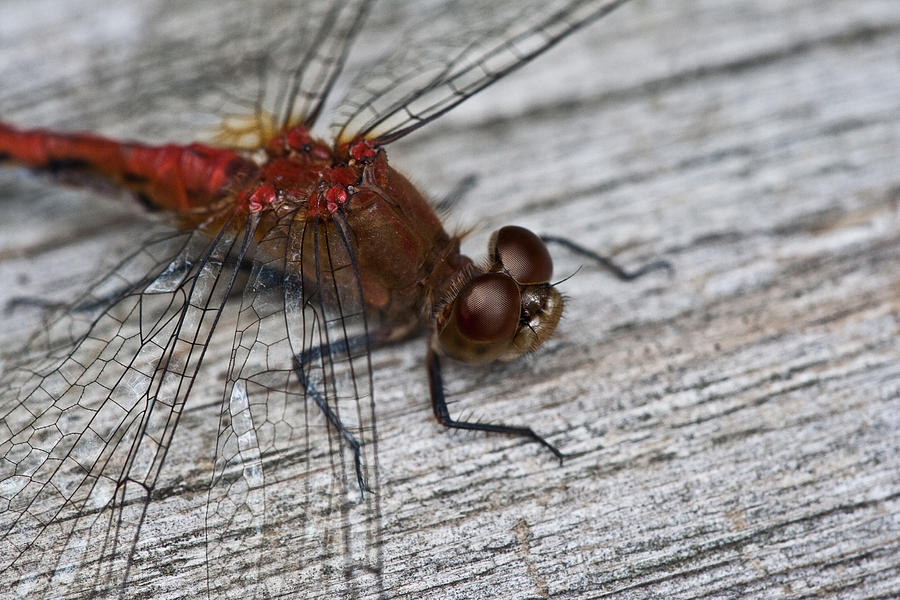 Red-veined darter dragonfly Photograph by Joseph Skalny Red-veined darter dragonfly Photograph by Joseph Skalny