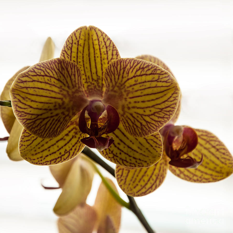 Red Veined Orchid Photograph by Kirt Tisdale