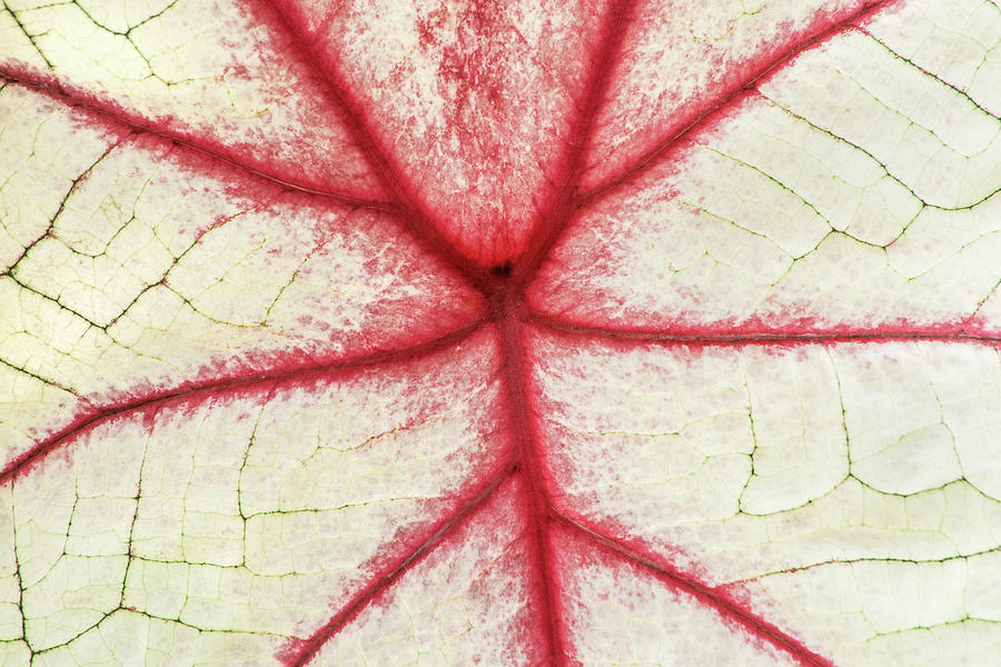 Red Veins of a Coleus Plant Photograph by Don Johnson