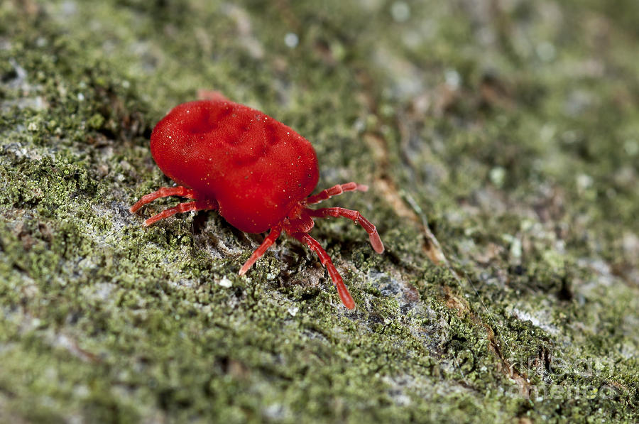 Red Velvet Mite Photograph by Steen Drozd Lund - Pixels