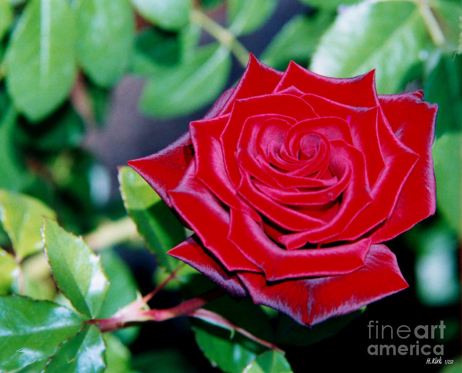 Red Velvet Rose Photograph by Heather Kirk