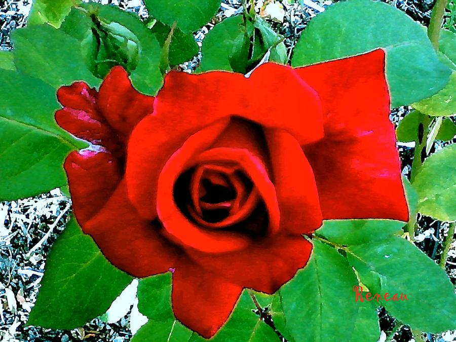 Red Velvet Rose Photograph by A L Sadie Reneau
