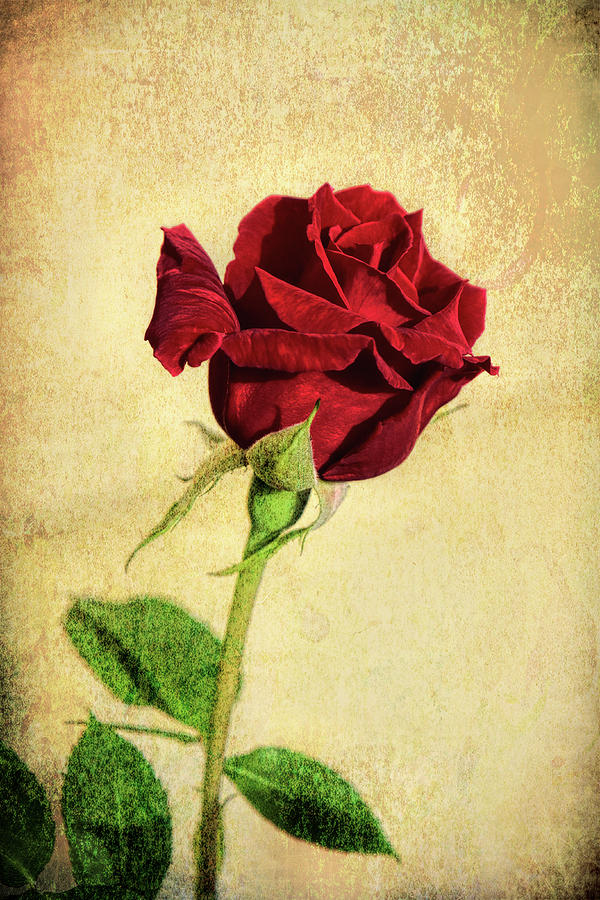 Red Velvet Rose Photograph by Sherrie Triest - Fine Art America