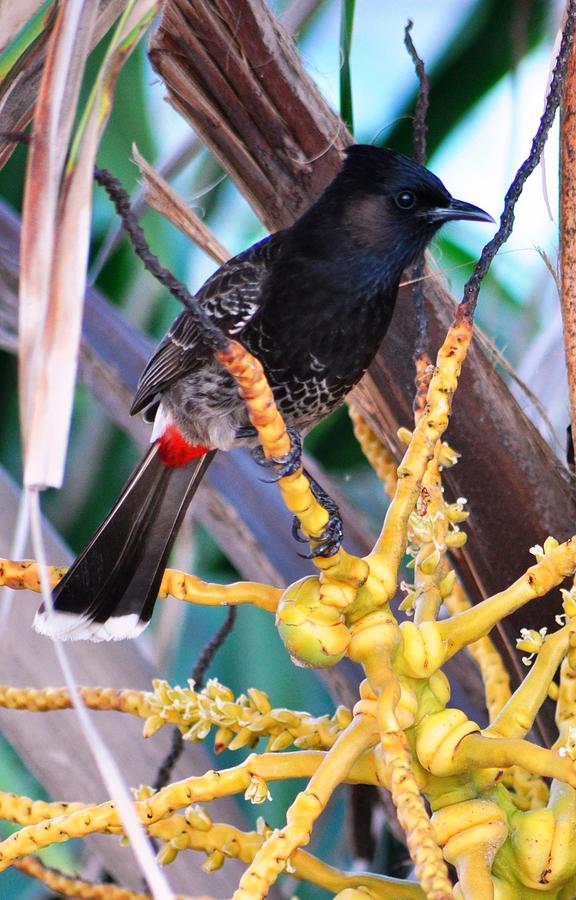 Red-vented Bulbul Photograph by Andrew Dinh