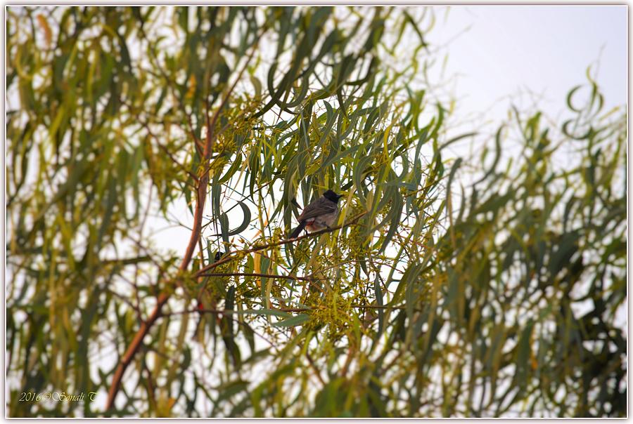 Red vented Bulbul perched on Eucalyptus tree Photograph by Sonali Gangane