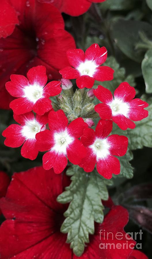 Red Verbena  Photograph by CAC Graphics