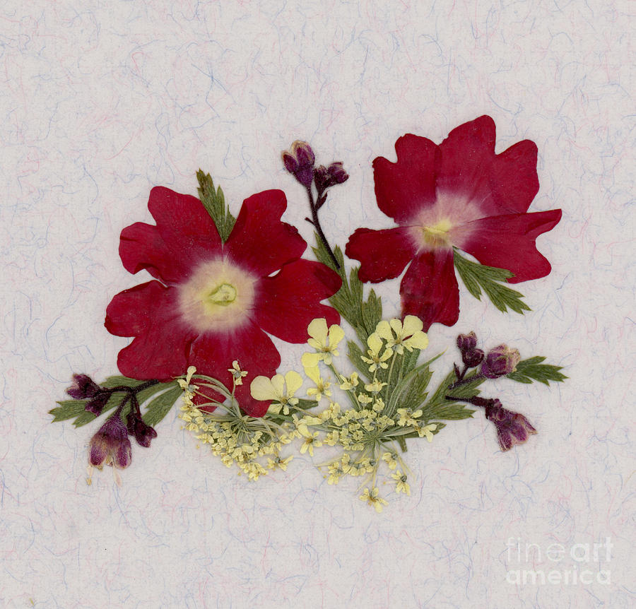 Red Verbena Pressed Flower Arrangement by Em Witherspoon Red Verbena Pressed Flower Arrangement by Em Witherspoon