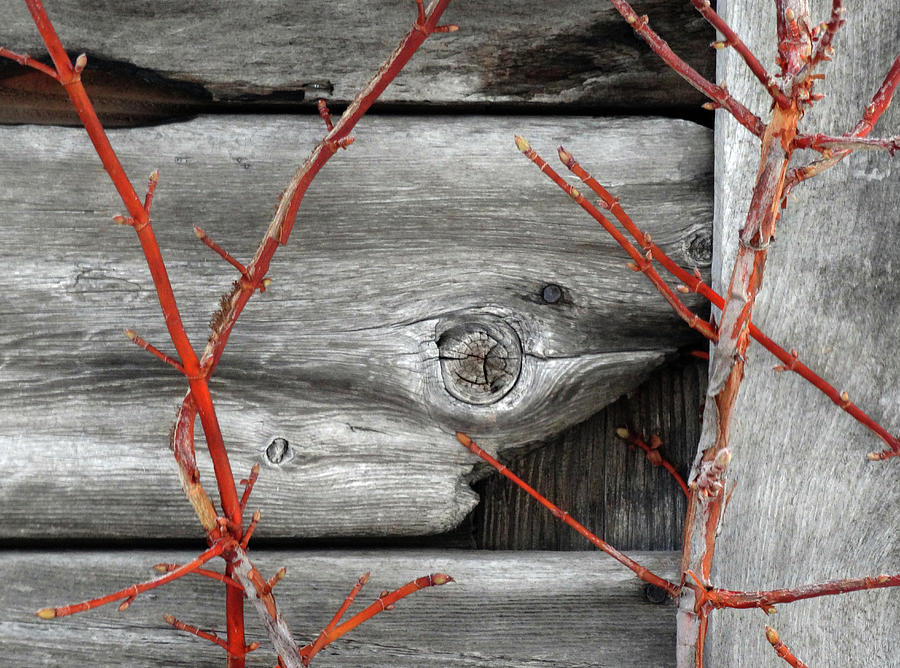Red Vine on Weathered Wood Photograph by David T Wilkinson