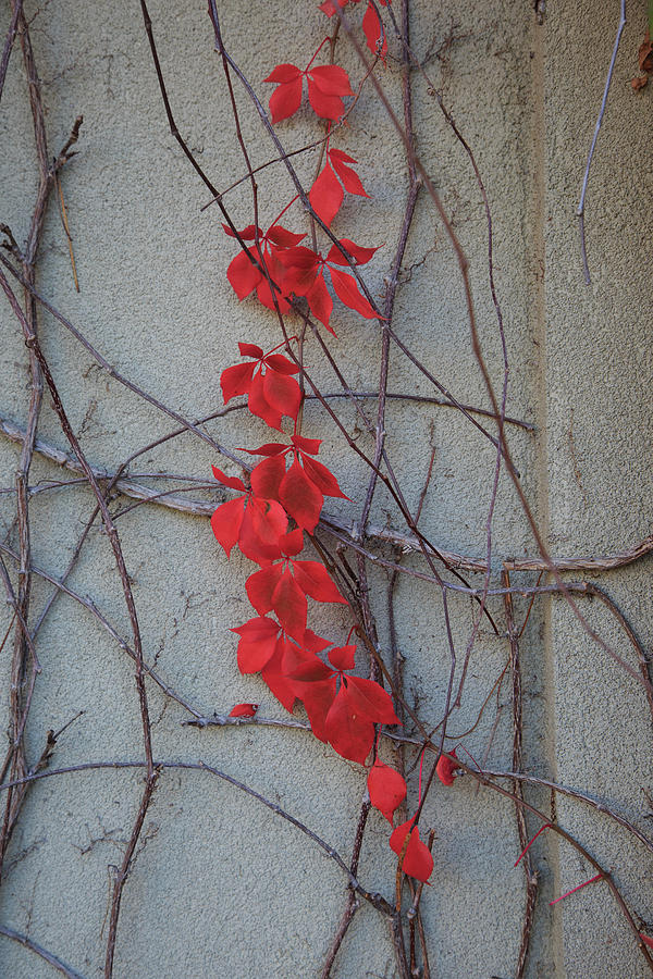 Red Vines by David Chandler Red Vines by David Chandler