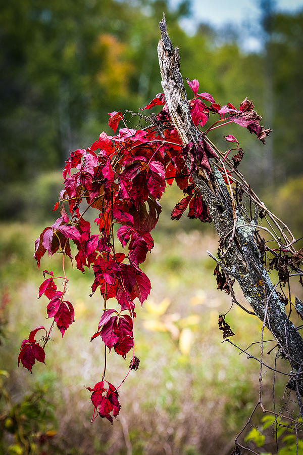 Red Vines Photograph by Paul Freidlund