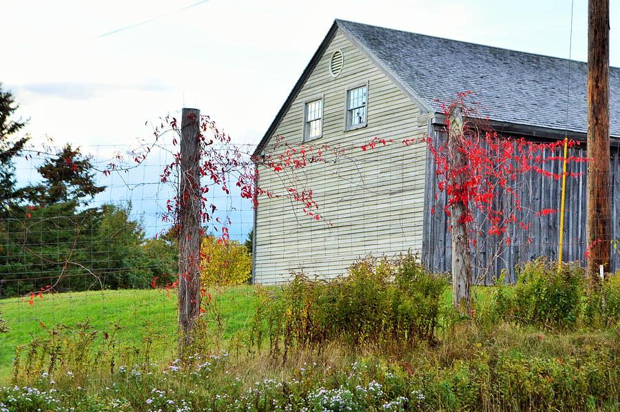 Red Vines Town Hill Maine Photograph by Lena Hatch