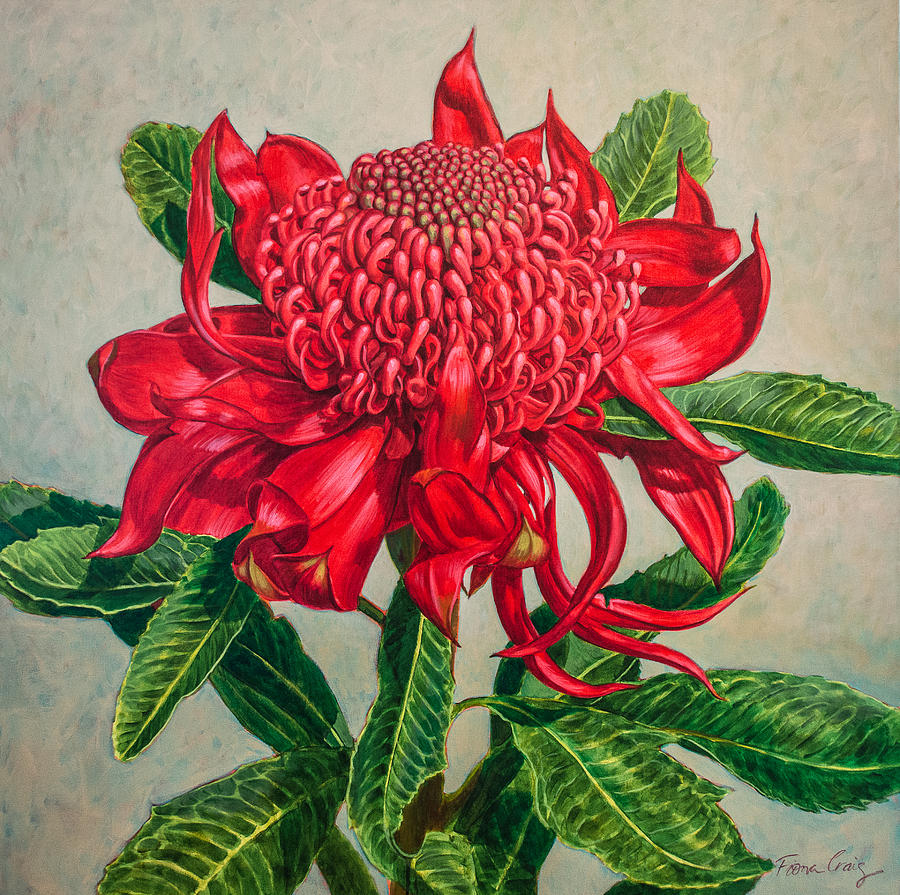 Flowers Still Life Painting - Red Waratah Beauty by Fiona Craig