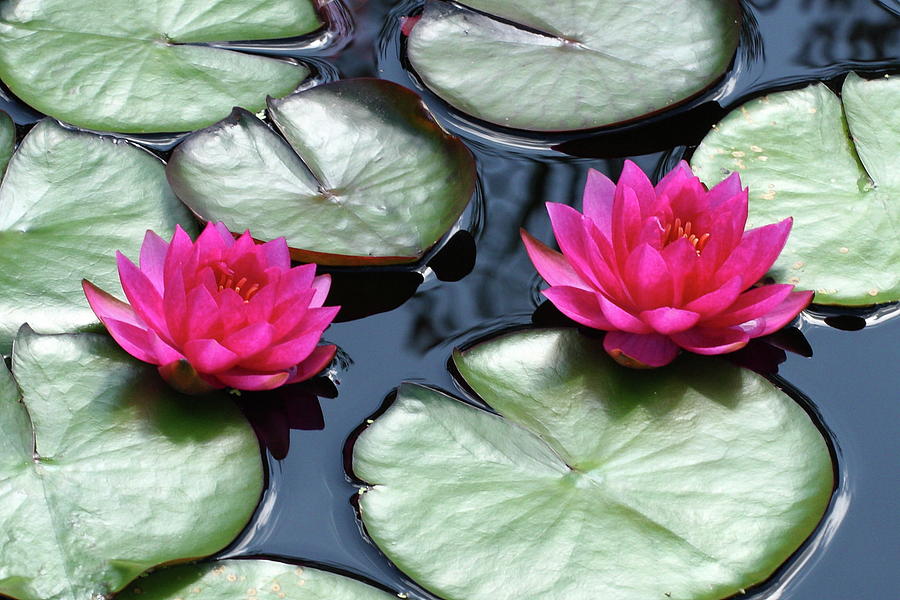 Red Water Lilies Photograph by Lou Ford