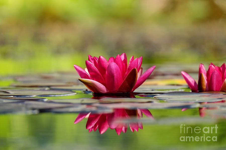Red Water Lilies Photograph by Teresa Zieba