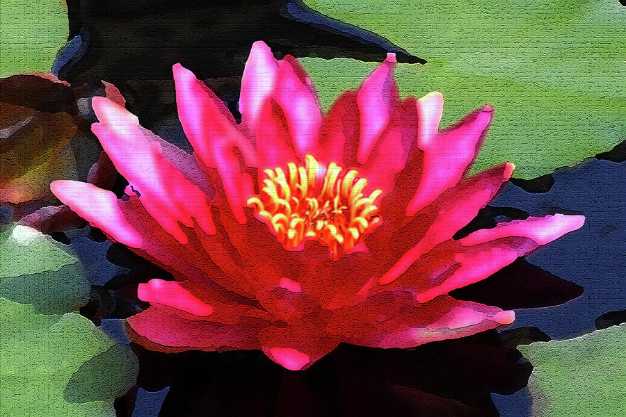 Red Water Lily - Palette Knife Photograph by Lou Ford