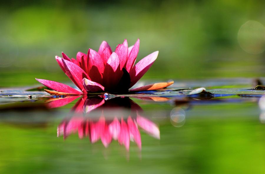 Red Water Lily Photograph by Carol Montoya