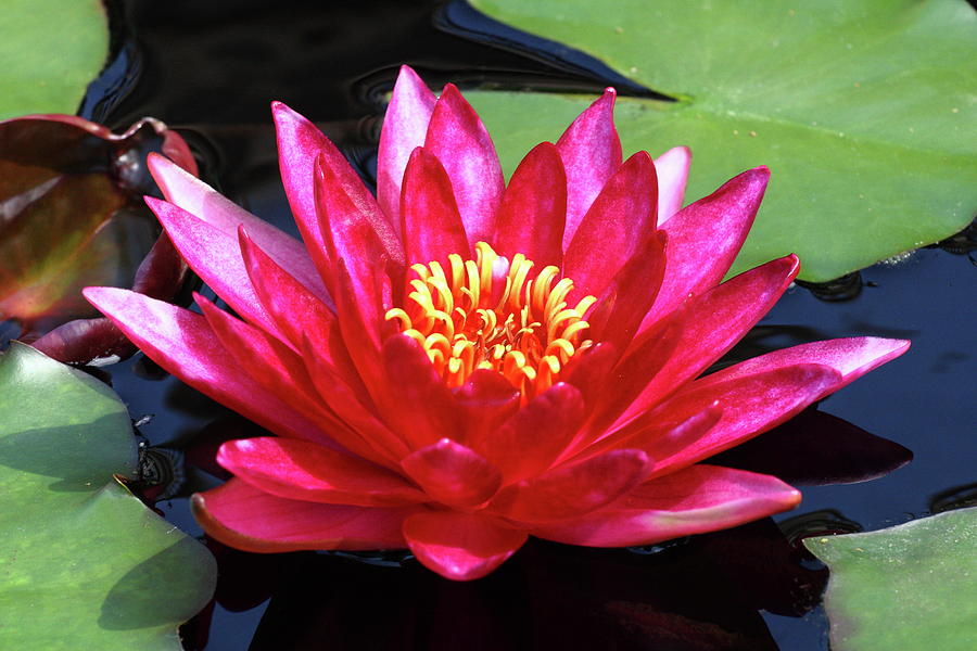 Red Water Lily Photograph by Lou Ford