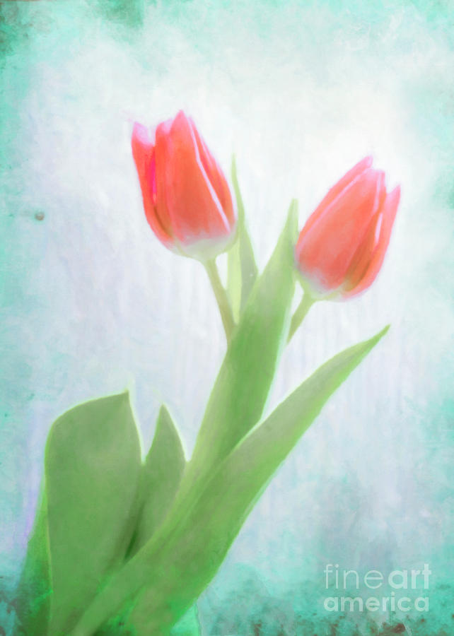 Red Watercolor Tulips In Light Photograph