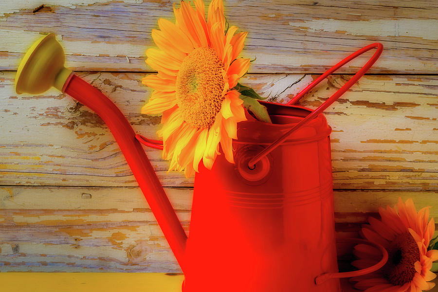 Red Watering Can And Sunflower Photograph by Garry Gay