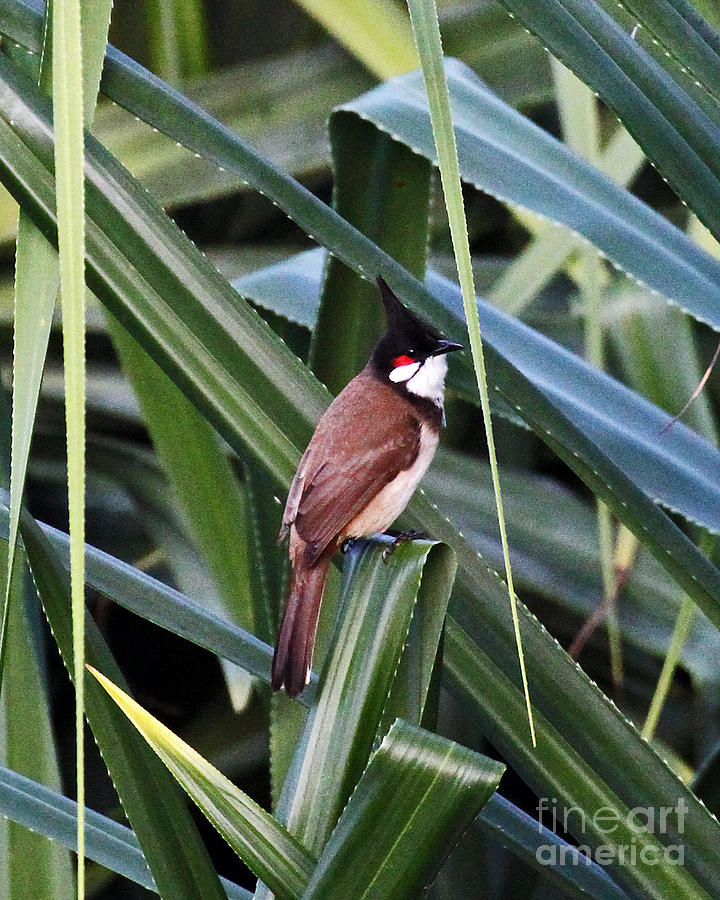 Red Whiskered Bulbul Photograph by Jennifer Robin