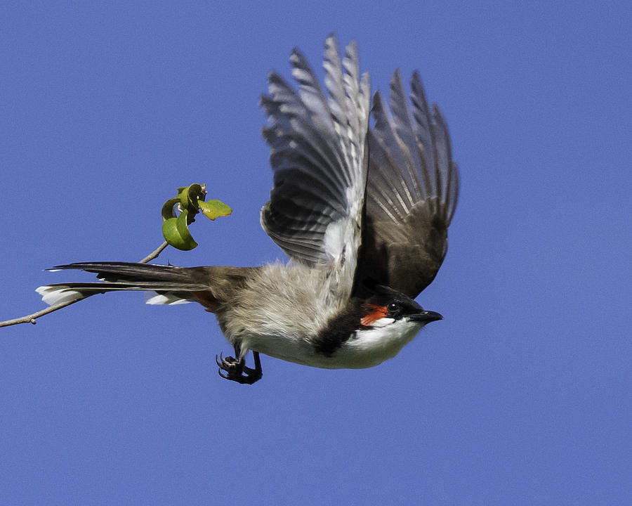 Red Whiskered Bulbul Photograph by Roberta Kayne