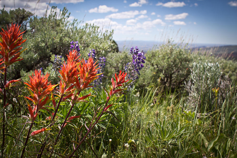 Red White and Bloom - Muddy Mountain - Casper Wyoming Photograph by Diane Mintle