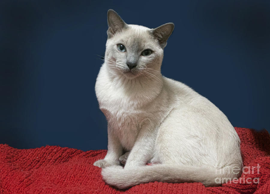 Red White and Blue Cat Portrait Photograph by Linda Phelps