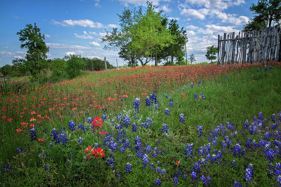 Red White and Blue in the Hill Country Photograph by Lynn Bauer