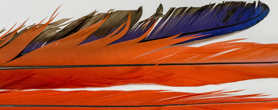 Feather Photograph - Red, White and Blue by Louise Hill
