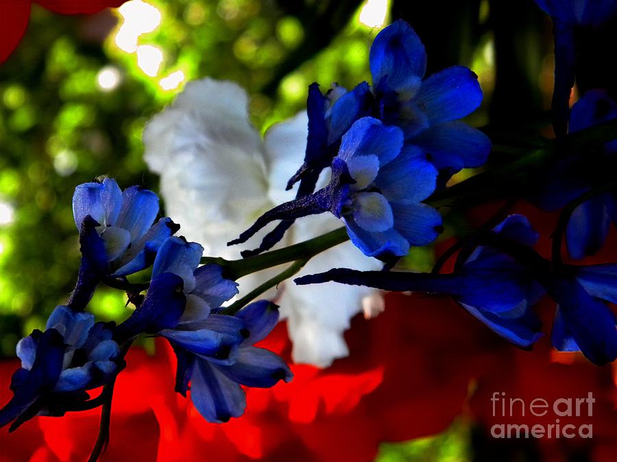 Red White and Blue Photograph by Michelle Frizzell-Thompson