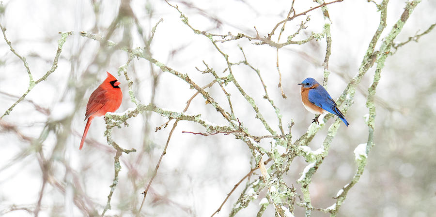 Cardinal Photograph - Red, White and Blue by Peter Green